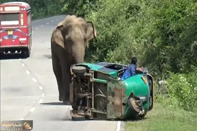 از بدایع حیات وحش؛ فیل دزد وسط جاده برای خوردن موز و آناناس یه ماشین و له کرد