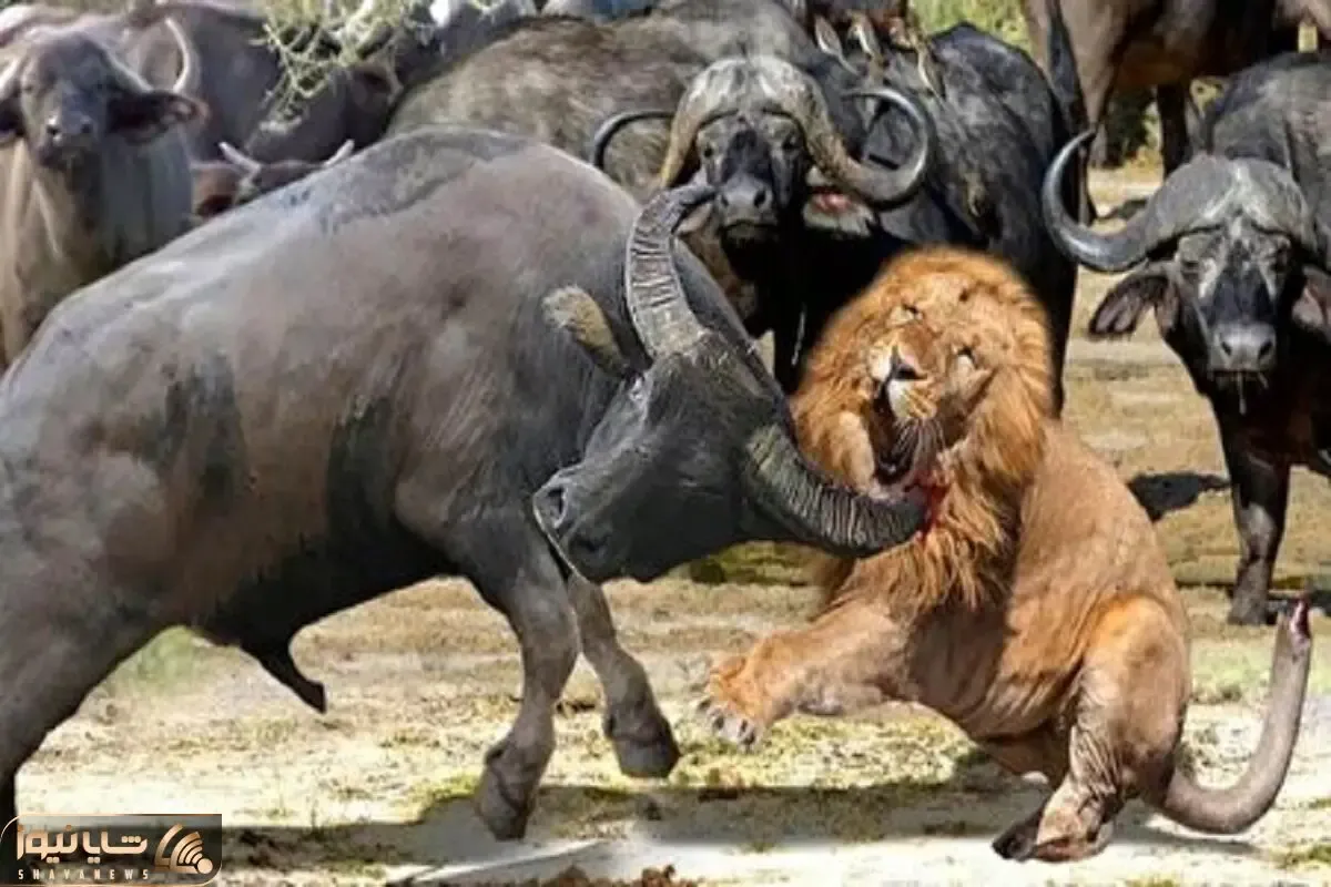 شاهکار حیات وحش / جدل خصمانه شیر و بوفالو کدام یک سقوط یا صعود میکنن؟