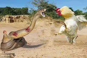 حیات وحش بی رحم؛ کبری سفاک حلقه مرگ انداخت دور خروس/ نجات از غیب رسید