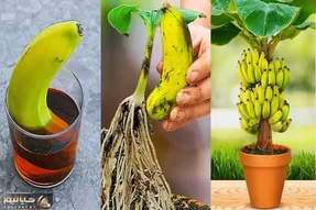 کاشت و برداشت خانگی؛ چجوری تو خونه موز بکاریم؟ اصلا میشه؟ چرا که نه این ویدئو رو ببین