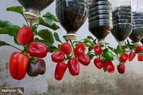 کشاورزی نوین؛ بطری های پلاستیکی دوغ رو سر و ته آویزون کردن توش فلفل دلمه کاشتن