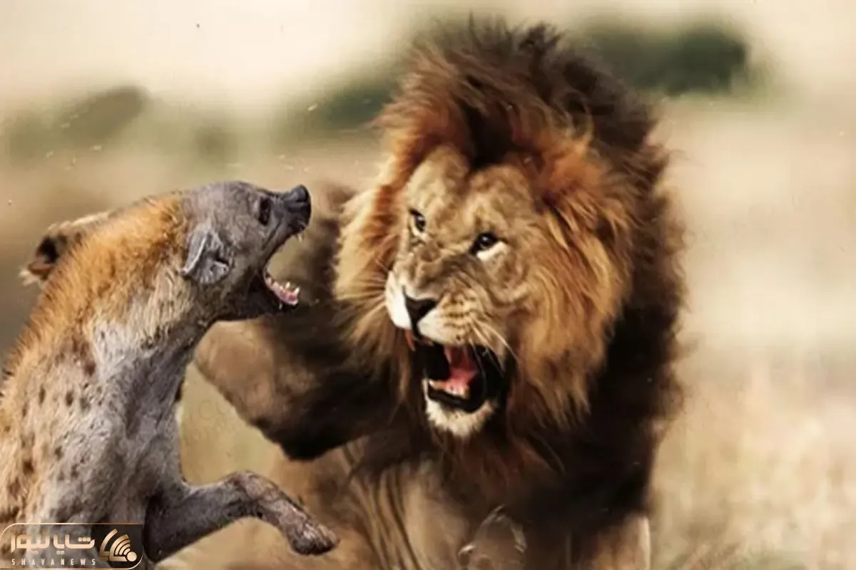 شگفتی های حیات وحش؛ جنگ خونین کفتار وحشی با شیر عصبانی رو نبینی قطعا پشیمون میشی!