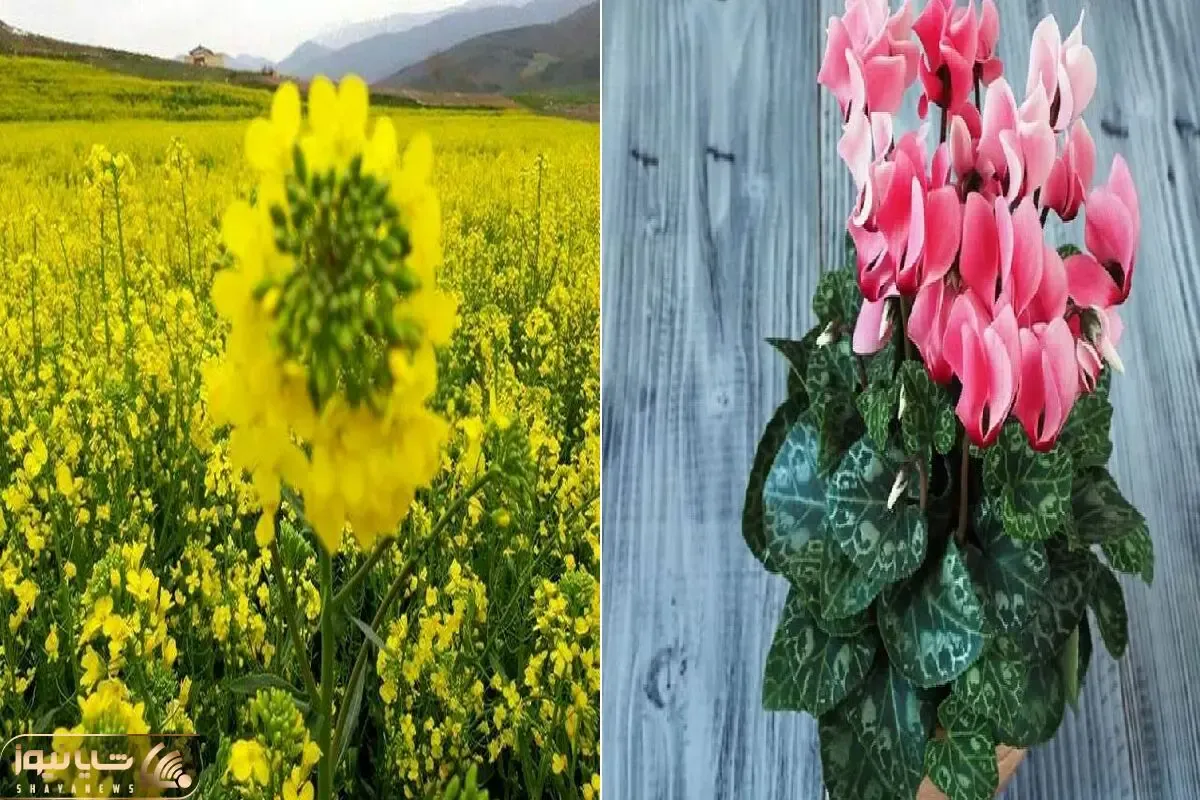 گیاهایی که سرما و باد پاییز رو می‌ تونن تحمل کنن/ بدون دردسر و نگرانی پاییز رو رد کن