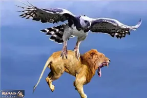 مستند حیات وحش؛ عقاب براش چرنده و خزنده و پرنده نداره