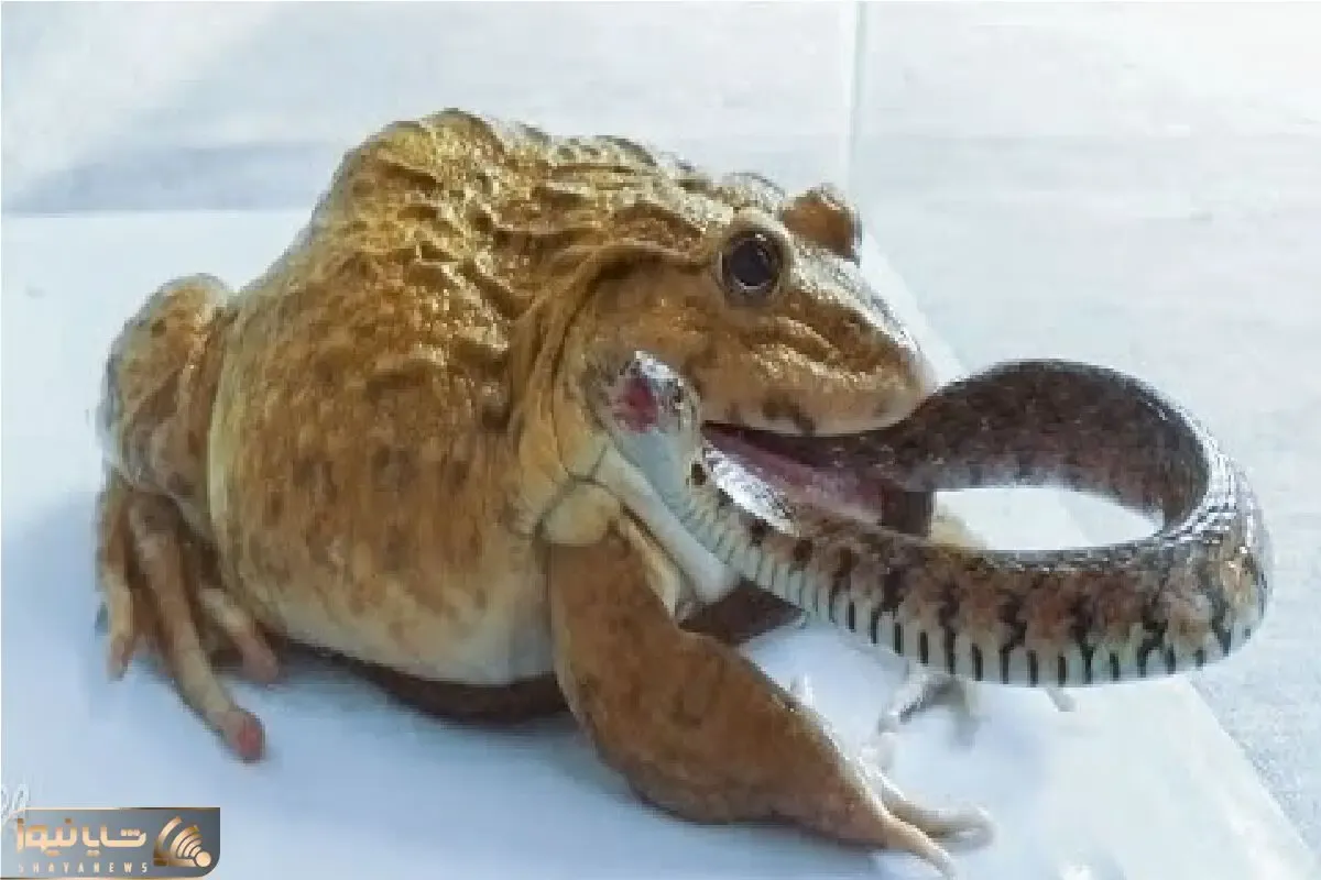 مستند حیات وحش؛ قورباغه سنگدل مار شلنگی رو زنده زنده میبلعه جگرش خنک شه