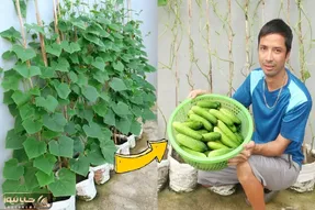 کاشت و برداشت خانگی؛ باغچه نداری با این روش تو گونی خیار بکار آبیاریشم قطره ای کن