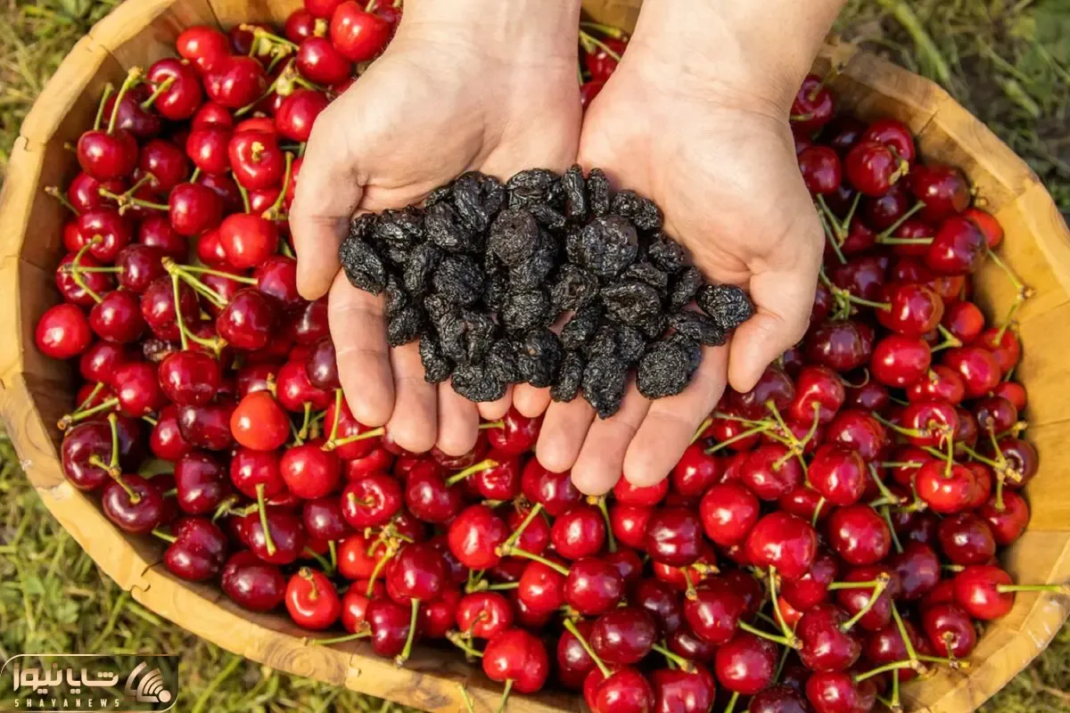 ترفندای خونگی واسه خشک کردن آلبالو؛ اینجوری طعم ترش و جذابش به سادگی حفظ کن!