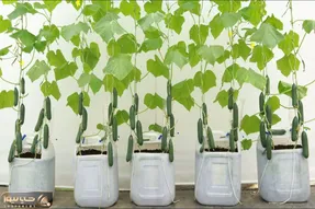 کاشت و برداشت خانگی؛ جای باغچه تو دبه پلاستیکی خیار کاشته با آبیاری قطره ای