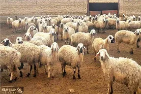 (جدول) قیمت دام زنده امروز ۳۰ فروردین ۱۴۰۴/ روند فرسایشی بازار ادامه دارد