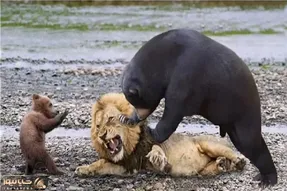 جذابیت حیات وحش / نبرد خصمانه شیر شریر و خرس برای صیانت از فرزند