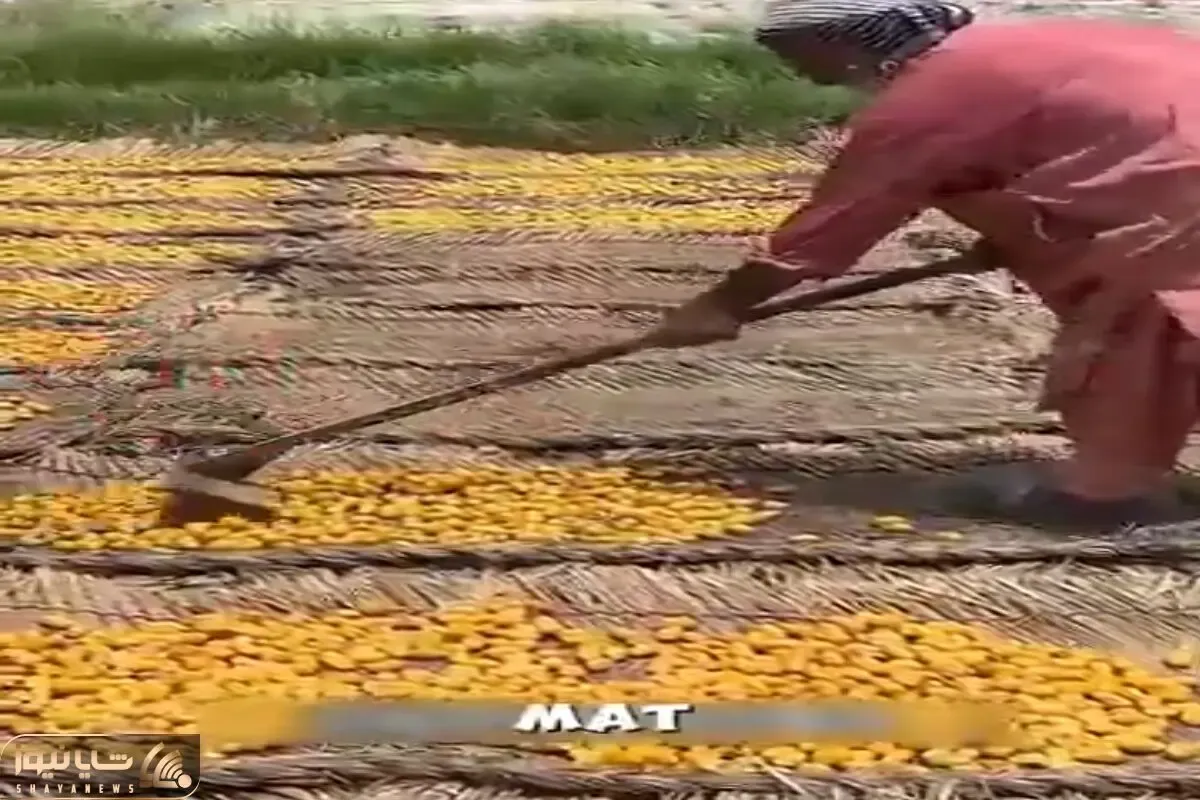 کشاورزی نوین؛ خرمای خام رو با چنگک دون میکنن میپزن میذارن جلو آفتاب میشه قند و شکر