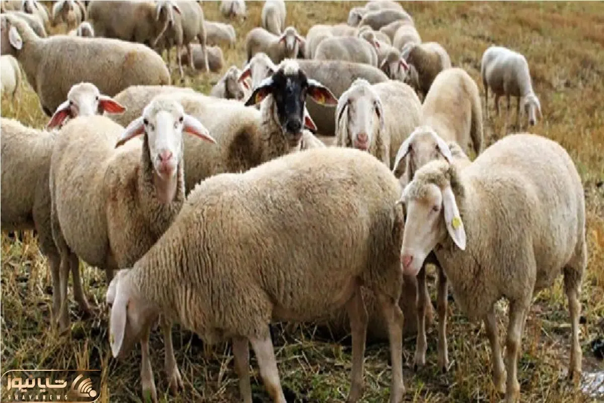 قیمت دام زنده امروز ۲۱ اردیبهشت ۱۴۰۵ + جدول