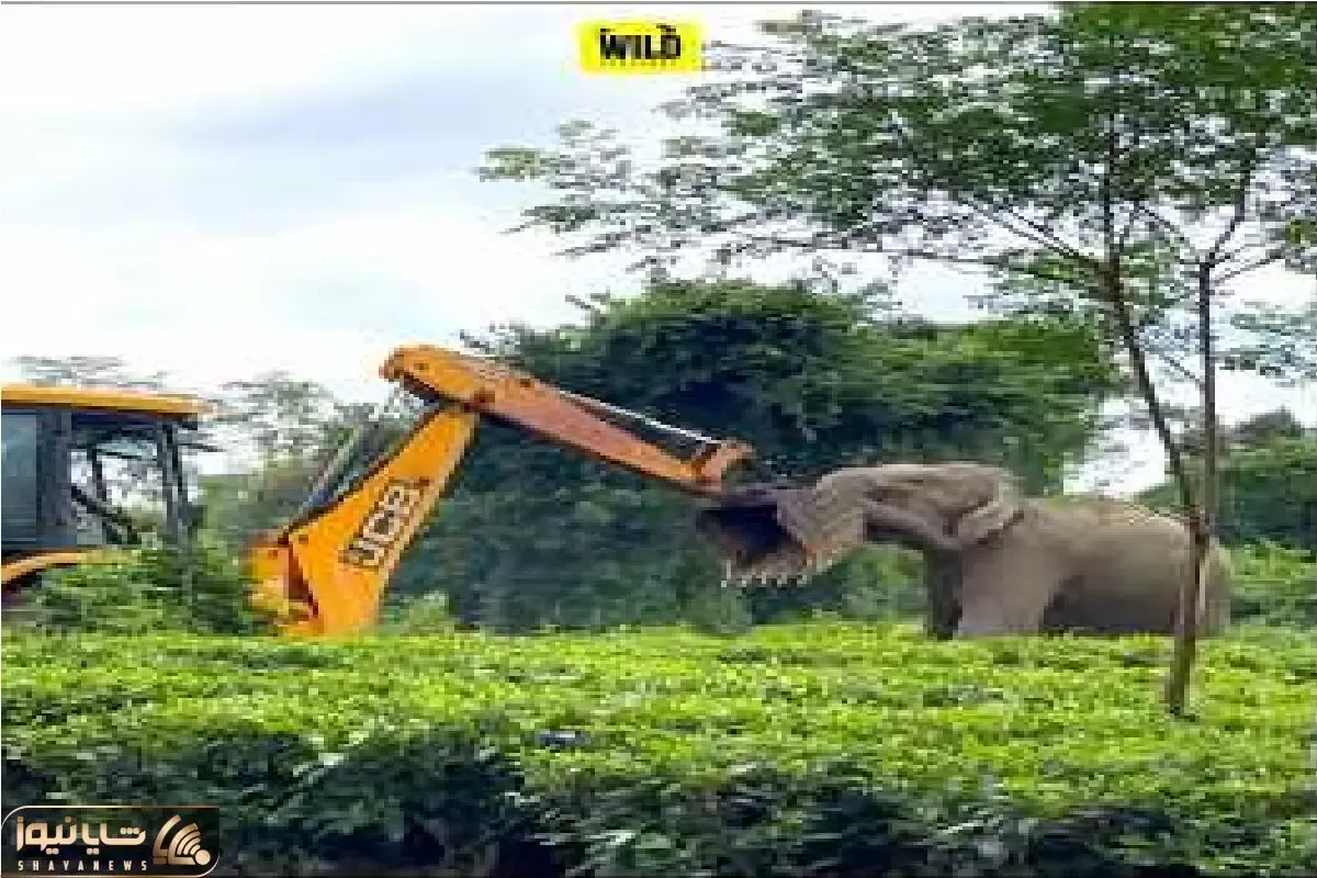 قلمرو حیوانات؛ تقابل JCB با فیل مادر