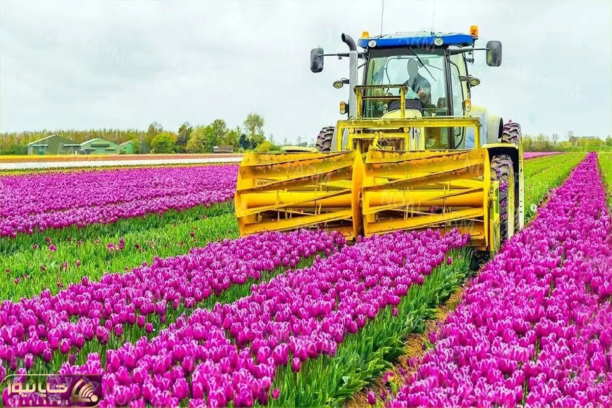 کشاورزی نوین؛ کشت 2000000000 گل لاله در رنگ های مختلف در شرایط گلخونه ای