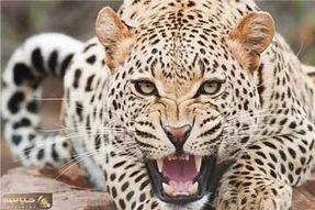مستند حیات وحش؛ پلنگ خبیث میزنه به آغل گوسفندا قلع و قمع میکنه