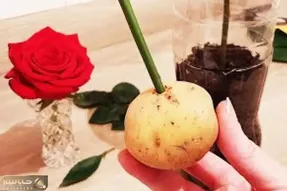 کاشت و برداشت خانگی؛ گل رز رو گذاشت تو آب و سیب زمینی و برنج خوب که ریشه زد کاشت