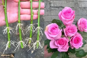 کشاورزی خلاقانه؛ چجوری گل رز رو تکثیر کنیم؟ با هویج قلمه بزنش عالی میشه