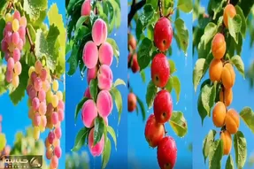 کشاورزی نوین؛ میوه های بی نقص و خوش تراش این مزرعه مال بهشتن بذرشونو فرشته ها کاشتن