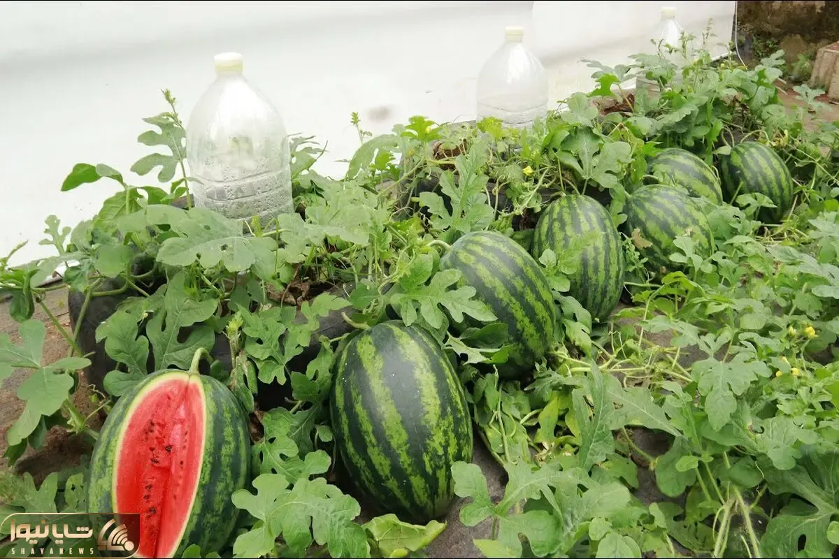 کشاورزی نوین؛ تو لاستیک هندوانه کاشته با آبیاری قطره ای به روش مبتدی