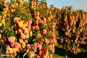 کشاورزی نوین؛ مزرعه هلو زدن انقد پر باره رو درختا نقطه خالی نیست از سنگینی کج شدن