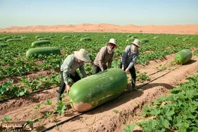 کشاورزی نوین؛ هندوانه کاشتن با مراقبت و رسیدگی موقع برداشت هر کدوم باید با تریلی برد