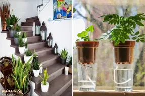 گیاهان آپارتمانی / وقتی رفتی سفر با این تکنیک های طلایی گلت خودش به خودش آب میده