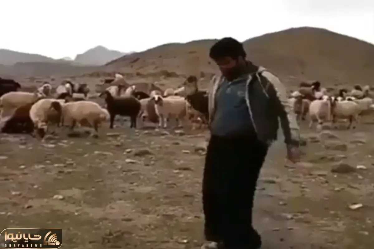 آواز محلی؛ چوپان جوان با گوسفنداش عشق میکنه انقدر با حس میرقصه اونا هم شاد میشن