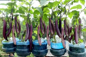 کاشت و برداشت خانگی؛ بطری های پلاستیکی آب معدنی دور نندازیا توش بادمجون بکار محشره
