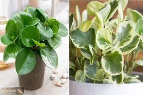 راهنمای نگهداری از گل قاشقی / رازهای رشد و شادابی گیاه مقاوم و دوست داشتنی