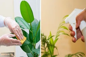تمیز کردن اصولی برگ گیاهان آپارتمانی / درخشندگی و زیبایی گیاهان خونه رو چند برابر کن