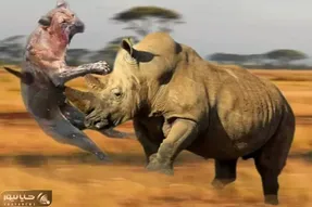 مستند حیات وحش / شیر آرزوی مزه گوشت کرگدن شاخ کوب را به گور برد