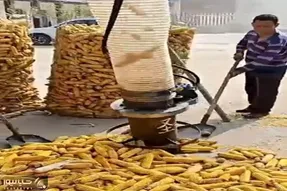 کشاورزی نوین؛ جاروبرقی هورت کش بلال ها رو میبلع و دون کرده و تر و تمیز تحویل میده