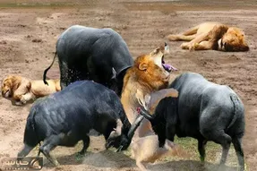 شاهکار حیات وحش؛ بوفالوها مذبوحانه با شاخ شیر شریر سوراخ کردن کفتار دد بلعید