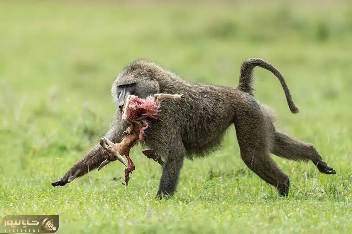 مستند حیات وحش؛ بوزینه دست کج بچه آهو رو قاپید ولی خودش و شکارش ناهار کفتار شدن
