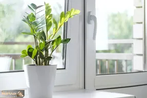 کاشت و برداشت خانگی؛ از قلمه زاموفیلیا چجوری پاجوش بگیریم؟ نکات طلایی تکثیرش