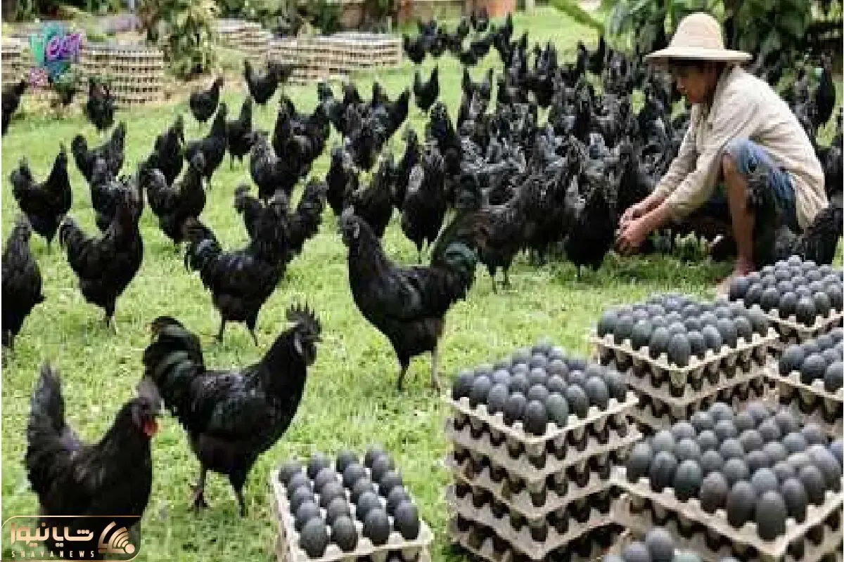 دامداری نوین؛ مرغ سیاه با تخم سیاه پرورش میدن بختشون رو سفید کنن
