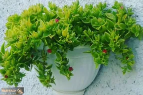 کاشت و برداشت خانگی؛ گل نازیخی رو چطور قلمه بزنیم؟ دو تا روش عالی که تضمینی جوابه