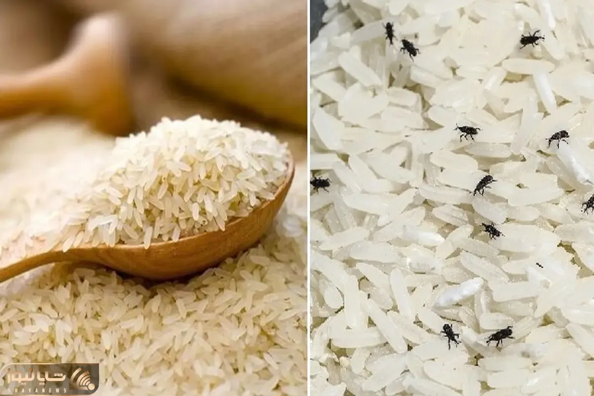 روش جلوگیری و از بین بردن شپشک کیسه برنج / دو میل قد دارن ولی مثل هیولا میفتن به جونش