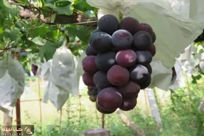 کشاورزی نوین؛ کاشت انگور هایی به درشتی گردو تو ژاپن با تکنولوژی مدرن