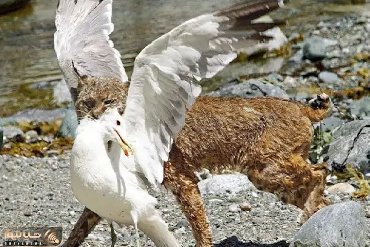 مستند حیات وحش / کاراکال بی‌رحم چطور پرندگان، مار و حتی کوسه‌ها را از پای در می‌آورد