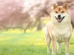 حرکت باورنکردنی از شیبااینو!!