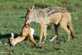 از جذابیت های حیات وحش؛ بچه ایمپالا داشت شیر میخورد که شغال ها ریختن سر خودشو و مامانش
