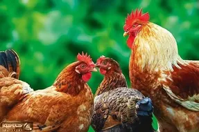 دامداری نوین؛ خروس با این حرکت خودش رو تبدیل به نام و خاطره کرد مرغا هم بیوه شدن