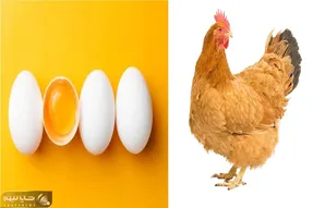 قیمت تخم‌مرغ امروز دوشنبه ۸ تیر ۱۴۰۵ + جدول