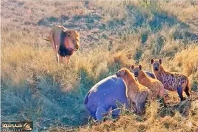 مستند حیات وحش؛ شیر شقی شبیخون زد نه برای بلع لاشه برای گوشت کفتار تازه
