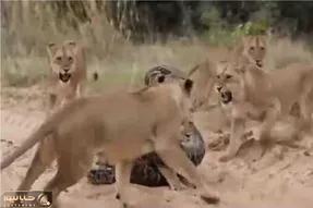 مستند حیات وحش؛ شیر برای نجات توله اش از حلقه مرگ پیتون دست و پا میزنه