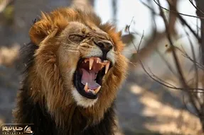 مستند حیات وحش؛ اتک شبونه شیرها به گوزن لاجون؛ زنده زنده چند نفری تیکه تیکش کردن