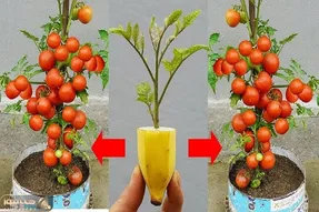کاشت و برداشت خانگی؛ گوجه رو توی موز کاشتن بهش سیر زدن شده یه گلدون پر از گوجه فرنگی