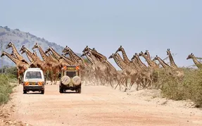 عبور زرافه های وحشی از عرض خیابان !