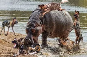 شاهکار حیات وحش؛ کفتارای لاشخور به اسب آبی شبیخون زدن اونم با دندون پارشون کرد
